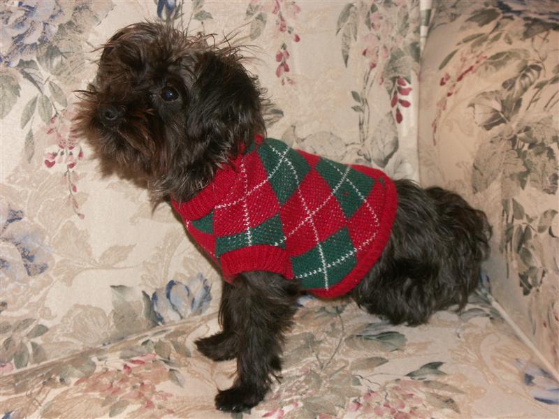 Description: Description: D:\Projects\Webpages\noniandjim\doggies\BooInSweater.JPG